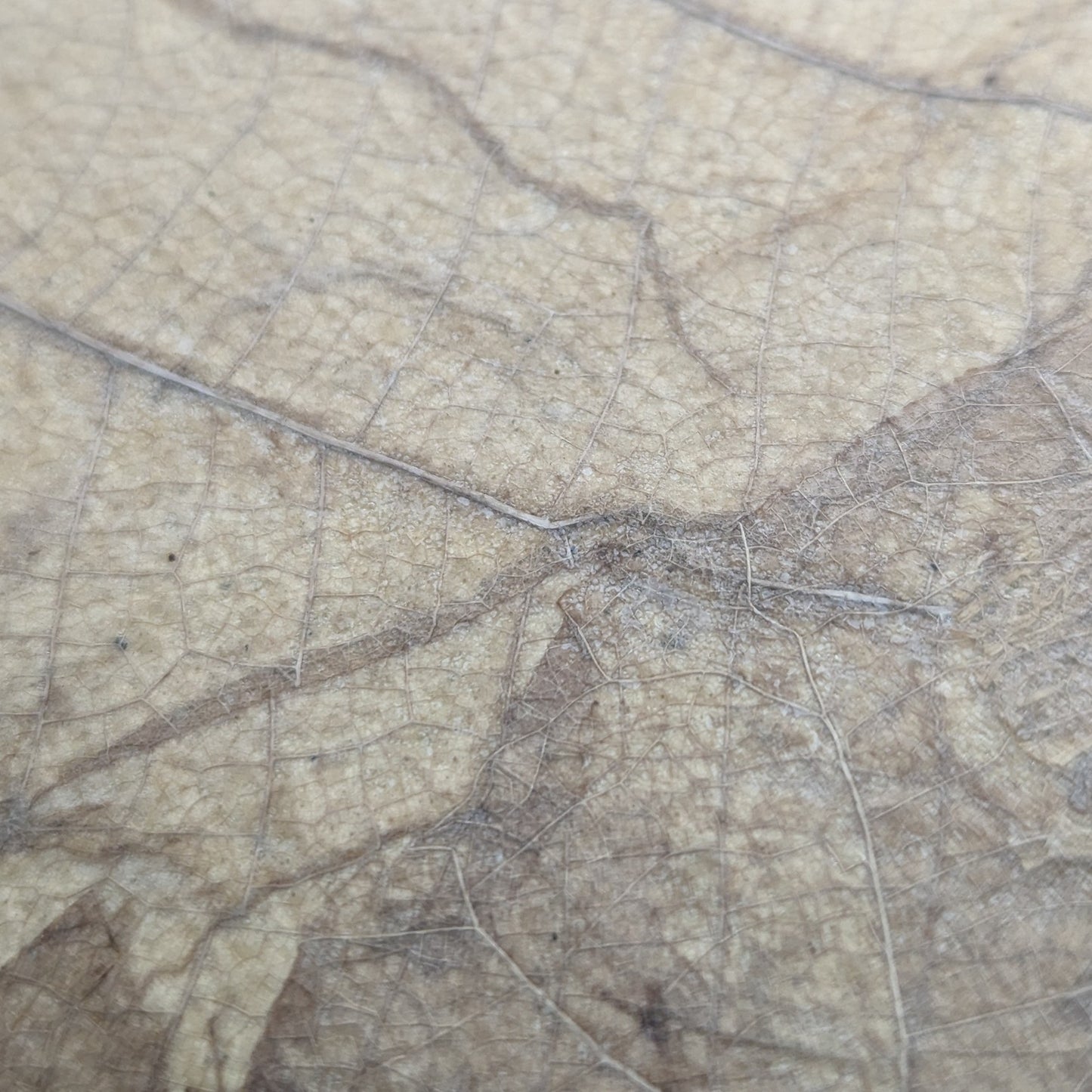 Mr.Leaf チークリーフレザー ラウンドジップ財布（ブラウン）